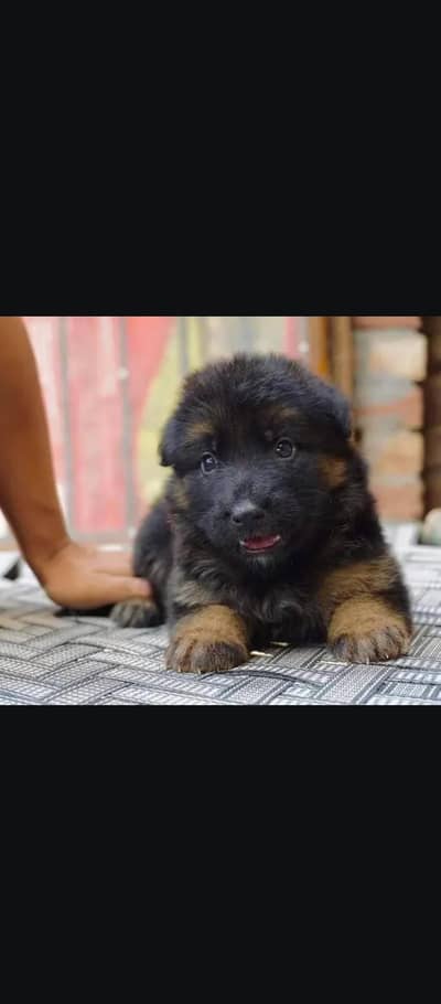German Puppy
