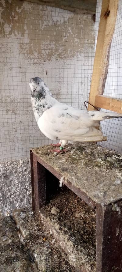 original 35 male kumager female