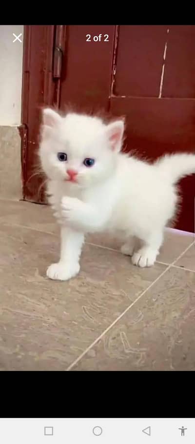 Persian baby cat 2 month age for sale