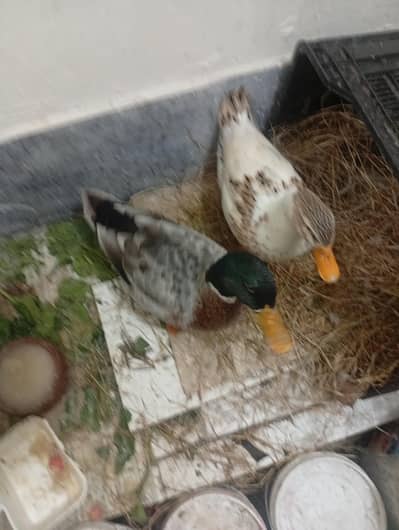 duck pair for sale egg Laing