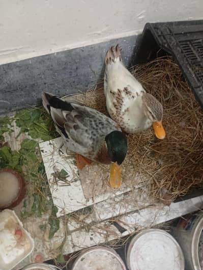 duck pair for sale egg Laing rate fnf