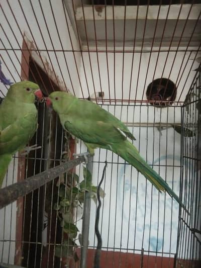 URGENT SALE PLZ CONECT ME