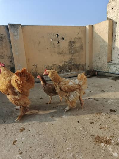 Golden HEAVY BUFF BREEDER PAIR