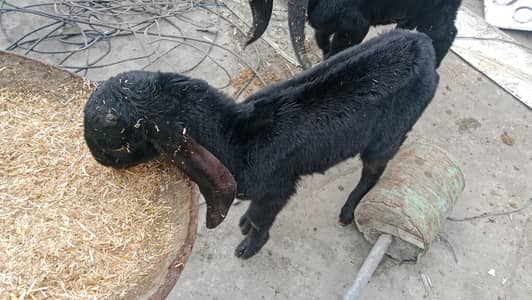 beetal bacha 0_3_0_8__4_2_7_5_7_9_7