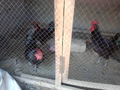 Australorp hens male