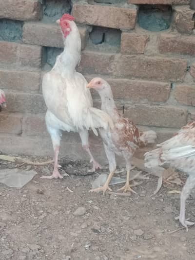 white Heera male with two hens  and two chiks