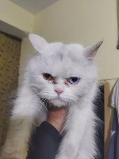 White Persian Cat with Odd Eyes Blue & orange Male Healthy