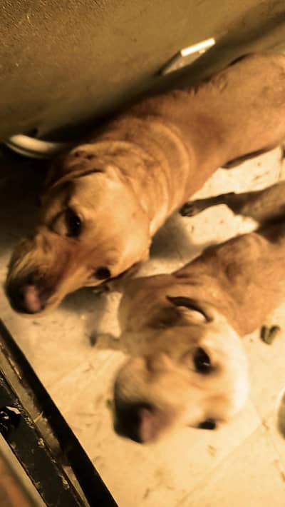beautiful energetic pair of Labrador for sale.