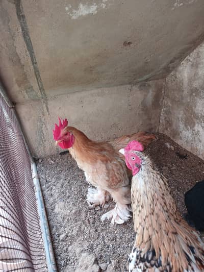 3 buff hens one male  2 aseel male