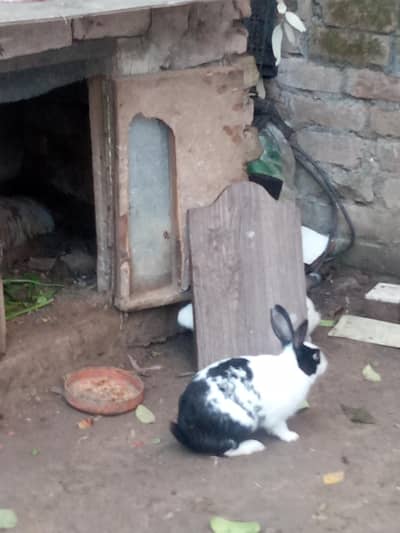 rabbits for sale