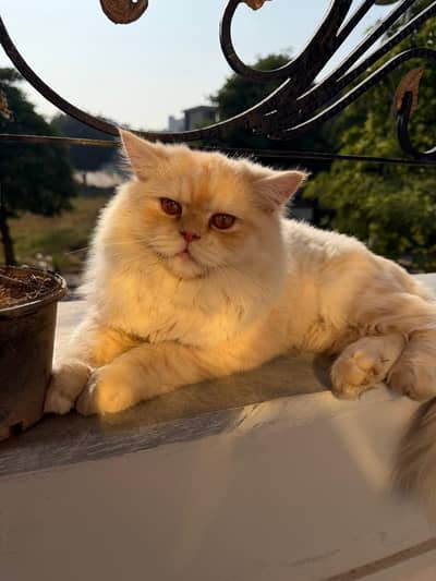 Beautiful and Cute male cat  for matting available