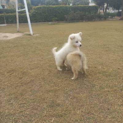 Pomeranian Toy Breed Zero Size (German Spitz)