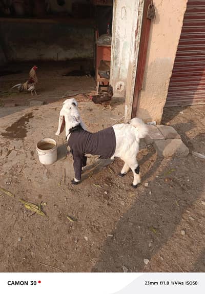 Dood wali bakri and male bacha for sale