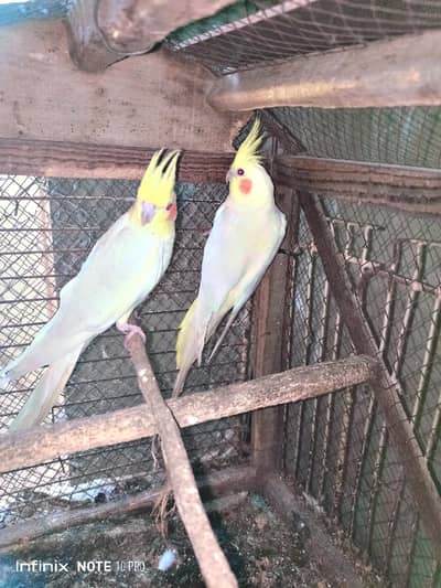 Cocktail Yellow Color Red Eyes