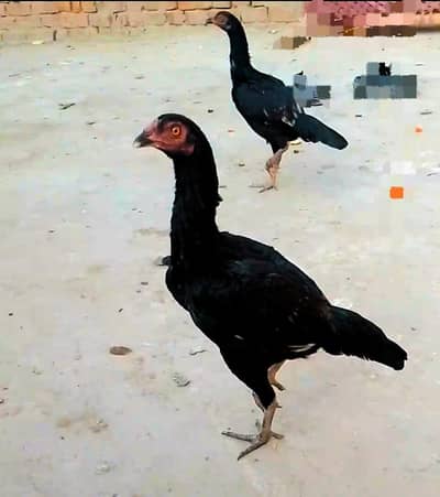 Sirf okara or sahiwal KY log contact kary