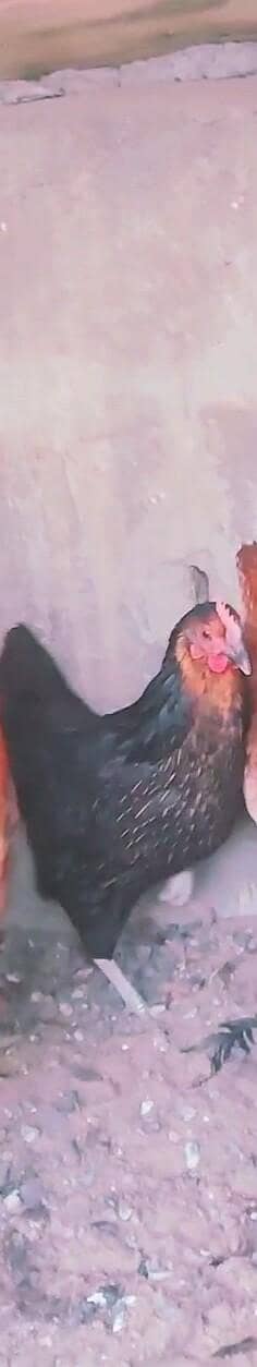 misri hen whtspp 03311079150