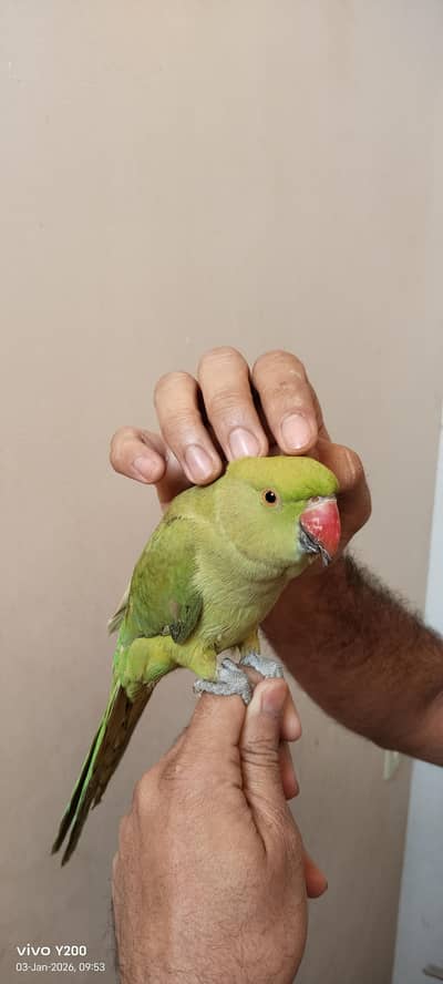 100% male handtame  (Whatsapp: 0341 1125660)