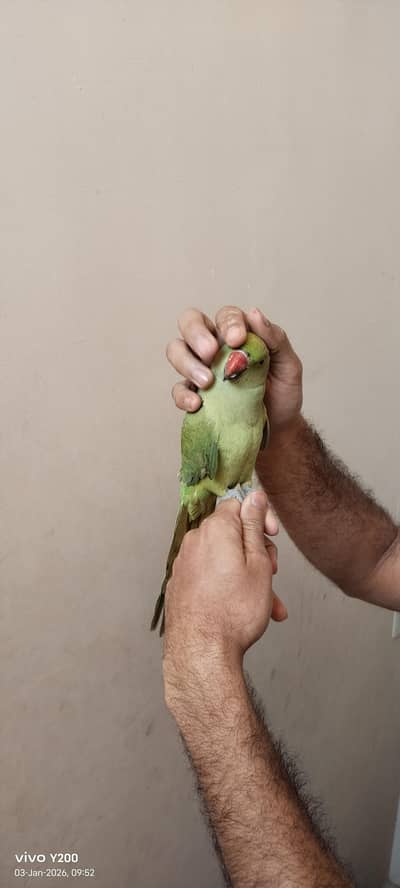 100% male handtame  (Whatsapp: 0341 1125660)