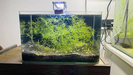 Planted Tank Setup - Fish aquarium for sale
