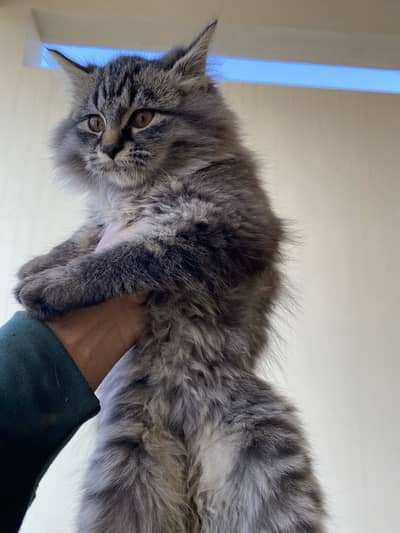 Adorable Long-Haired Kitten Looking for a Loving Home