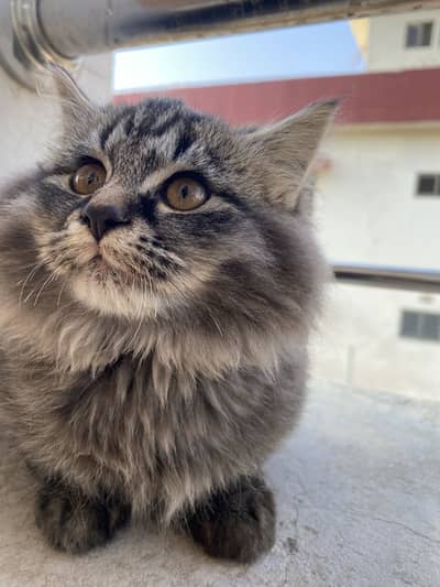 Black and Grey Long-Haired Male Cat Looking For Home