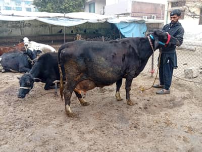 crossbreed fresien sahiwal