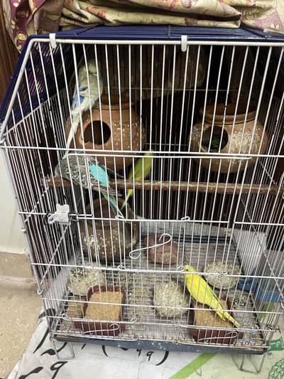 Cage with parrots for sale