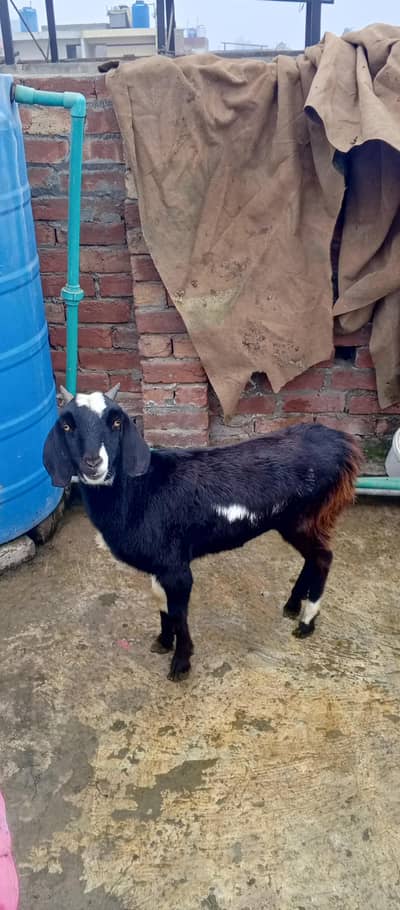 goats for sale