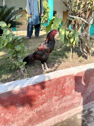 high quality aseel murga for sale exchange b ho jy ga achy aseel sy