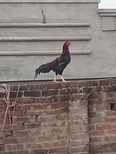 pure Mia wali aseel + aseel murge