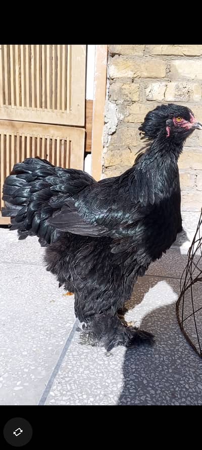 Black Brahma Male