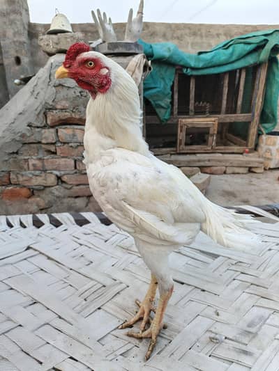 Top quality aseel For sale