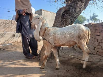 Kajla Dumba For Sale