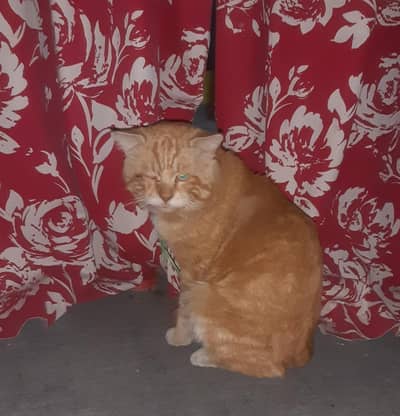 parsian cat panch face