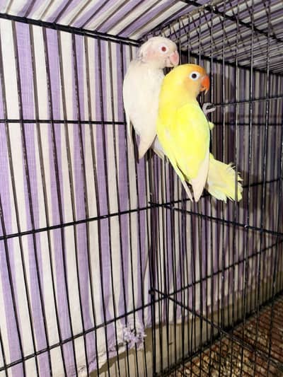 albino redi female with creamino male