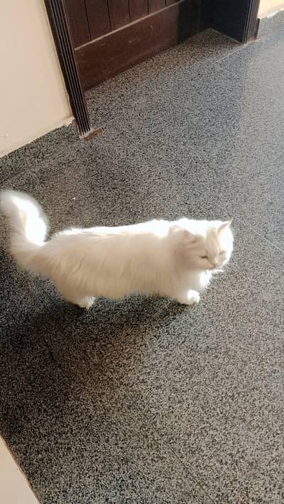 Persian cat