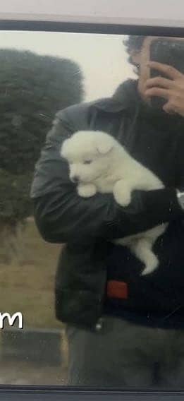 Pomeranian cross male puppy available for sale