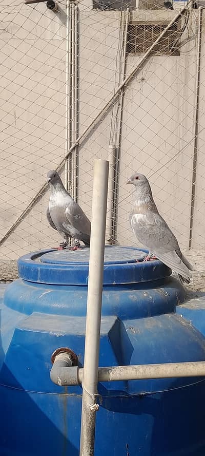 breeder pair and single