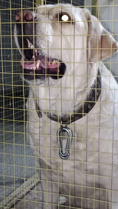 Labrador British Breeder Female For Sale 03005314163