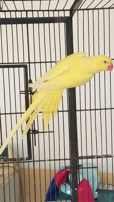 Yellow Ringneck Semi Handtamed Only Serious buyer please