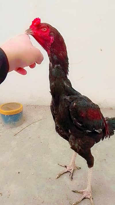 seal Patta Umar 6 ma