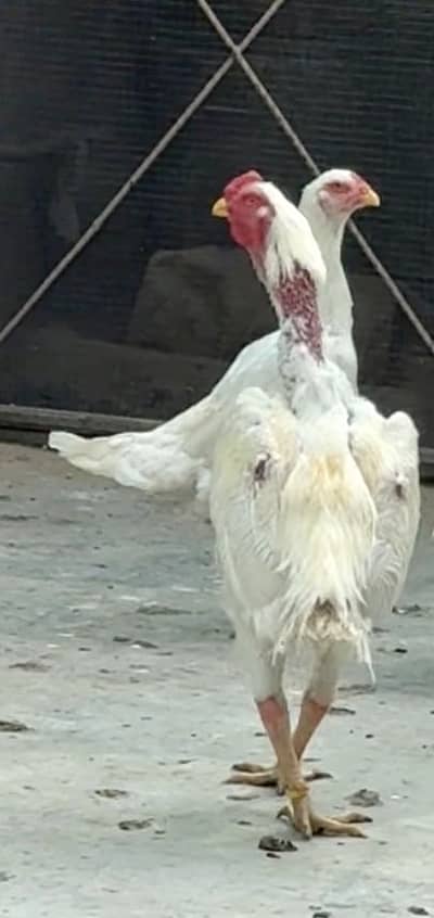 German White King Shamo Aseel