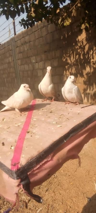 hi flayer pata pigeons  contact number 03702794087