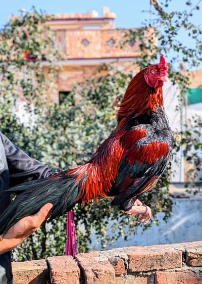 Full Mainwali aseel murga  Amroha Aseel Cross Haa