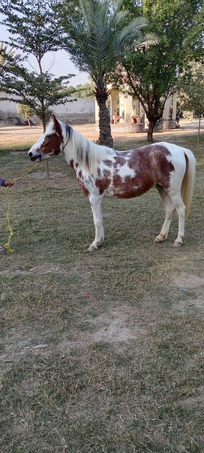 female male only for sale