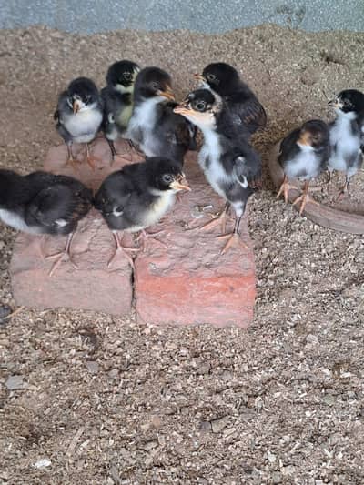 out standing quality Aseel chiks for sale