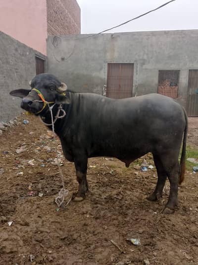 کٹا ہے جو کہ کمال ہے صحت کے اعتبار سے گھر کا پالا ہوا ہے