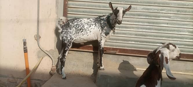 barbari bakra male