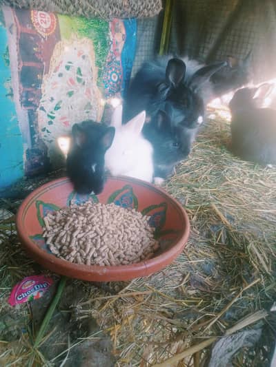 lain head angora rabbit baby