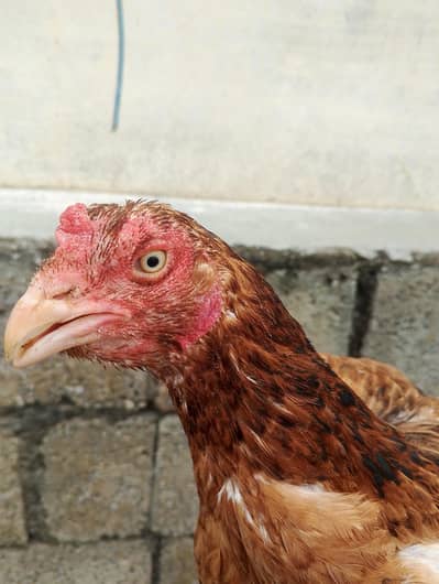 Aseel mianwali breed . . . . Aseel lasani bred